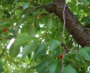 河津桜・さくらんぼ26.5月