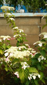 ６月は紫陽花ですねぇ!! 